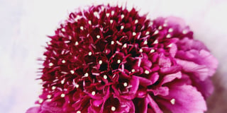 Scabiosa product guide