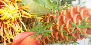 Tropicals product guide
