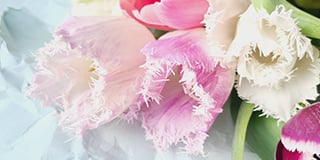 Tulip product guide