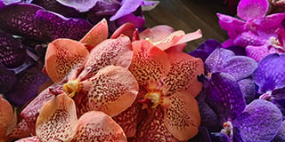 Vanda product guide