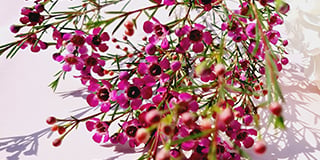 Chamelaucium (Waxflower) product guide