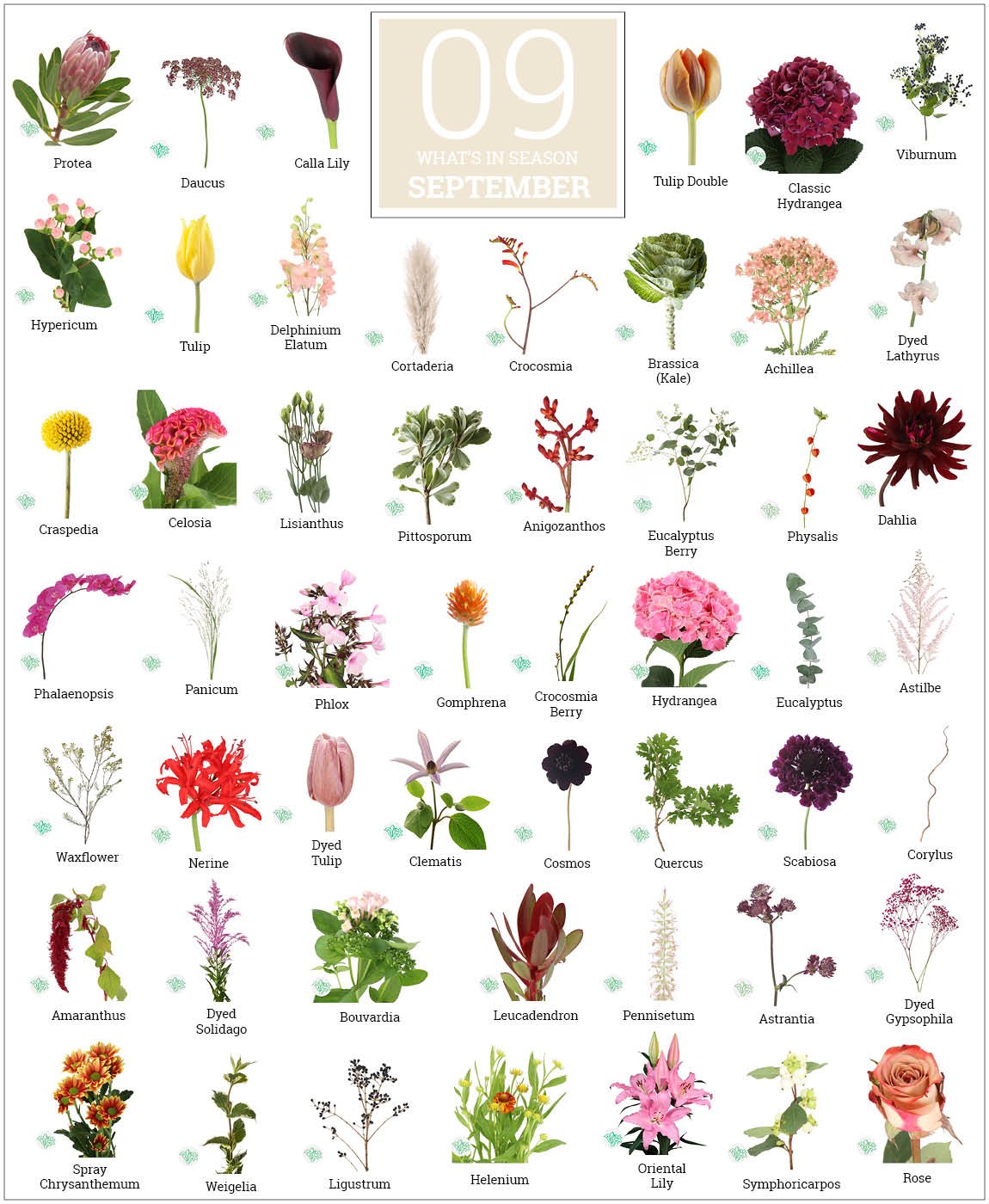八月:花开时节 | Holex Flower
