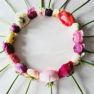 Dotch Ranunculus Ranunculus Product Guide | Holex Flower