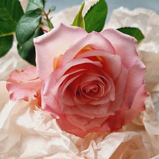 February Pink Roses February: Flowers in season | Holex Flower