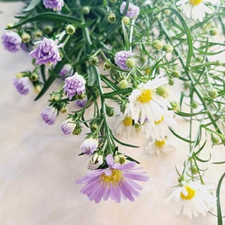八月:花开时节 | Holex Flower