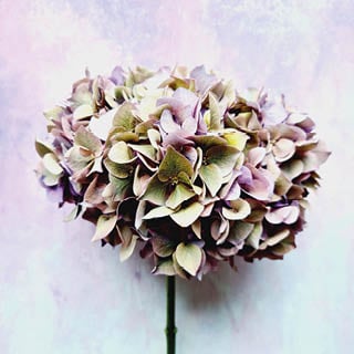 八月:花开时节 | Holex Flower