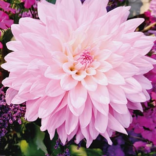 八月:花开时节 | Holex Flower